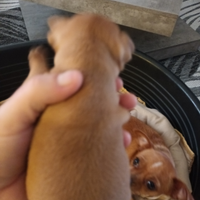 Chihuahua pinchers