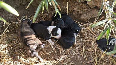 Cuccioli pastore del Caucaso