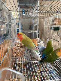 Inseparabili riproduttivi