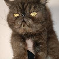 Exotic shorthair maschietto