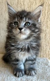 Maine Coon