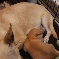 Chihuahua