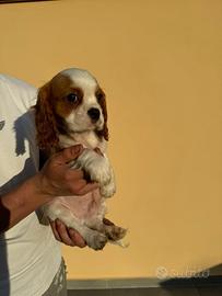 Cavalier King