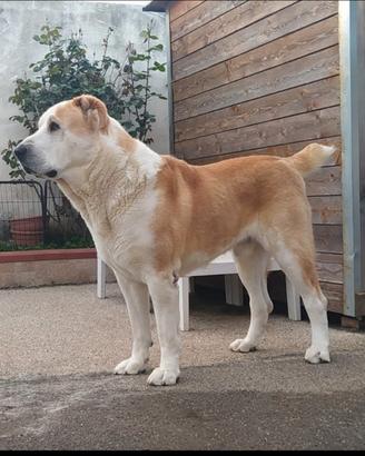 Disponibile per MONTA