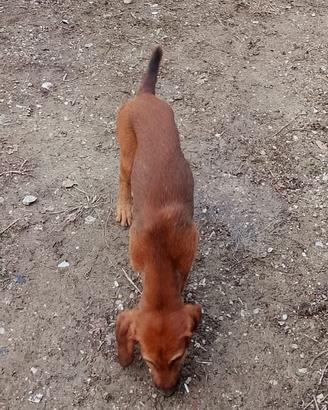 cucciolo segugio per caccia al cinghiale