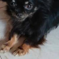 Chihuahua a pelo lungo