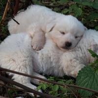 Cuccioli di cane pastore abruzzese