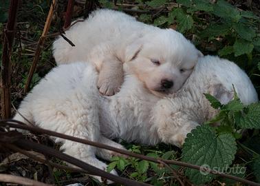 Cuccioli di cane pastore abruzzese