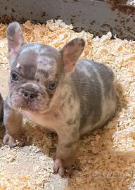 Bulldog francese