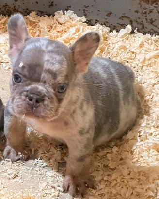 Bulldog francese