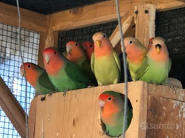 Parrocchetti dal collare. cocorita .inseparabili