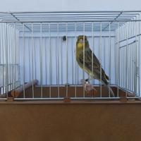 Canarini razza Timbrado Spagnolo