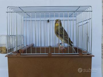 Canarini razza Timbrado Spagnolo