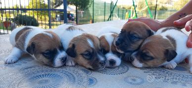Cuccioli di Jack Russell terrier pelo raso