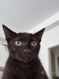 ??? Gattino di circa 4 mesi