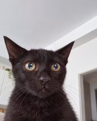 ??? Gattino di circa 4 mesi