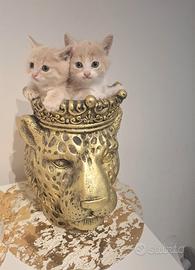 Gattini British 60 gg