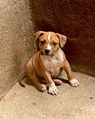 Cucciola di Pitbull