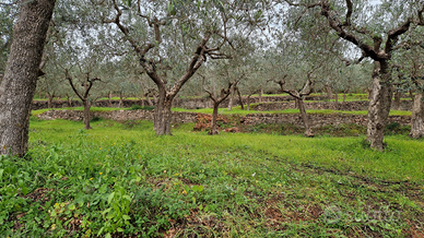 Oliveto cultivar moraiolo