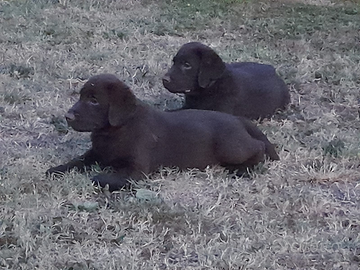 Cuccioli di labrador retriever puro chocolate