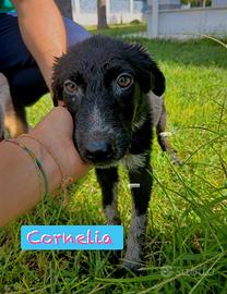 Cornelia: 4 mesi giocherellona e socievole