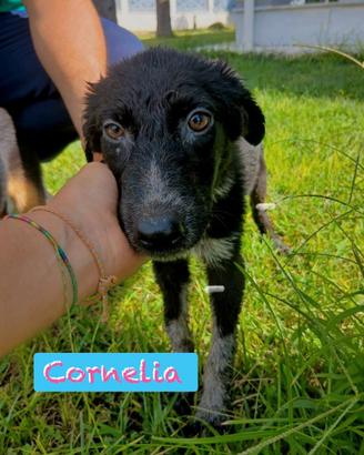 Cornelia: 4 mesi giocherellona e socievole