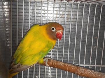 Insep mascherato femmina pezzata verde