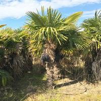 Palme Washington e pietre di abbellimento giardini