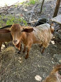 Animali