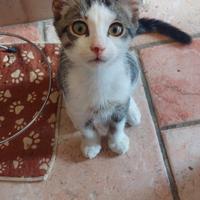 Gattino a Fara in Sabina