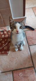Gattino a Fara in Sabina