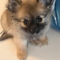 Splendida Cucciola di Volpina di Pomerania