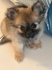 Splendida Cucciola di Volpina di Pomerania