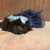 Cucciolo barboncino mini