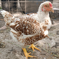 Combattente indiano (Cornish)