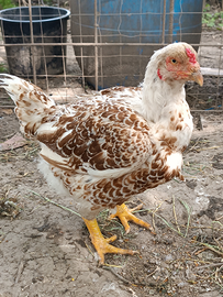 Combattente indiano (Cornish)