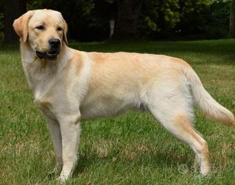 Labrador femmina