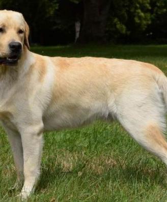 Labrador femmina