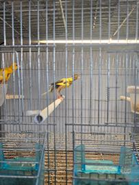 Coppie canarini gibber