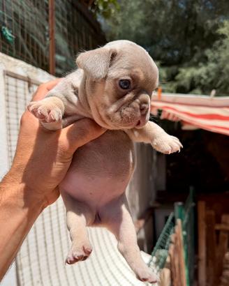 Bulldog francese