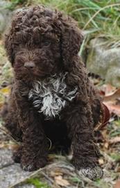 Lagotto romagnolo