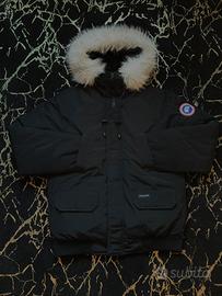 Canada goose