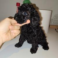 Cucciole di barboncino toy