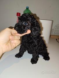 Cucciole di barboncino toy