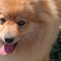 Volpino Rosso Maschio