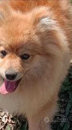 Volpino Rosso Maschio