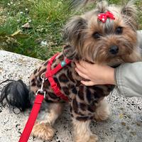 Femmina Yorkshire - fidanzato