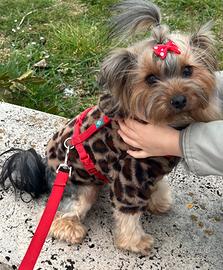 Femmina Yorkshire - fidanzato