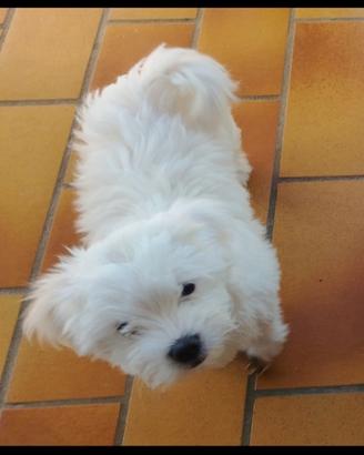 Cucciolo maltese