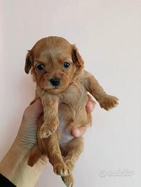 MALTIPOO femmina minitoy con papà barboncino Enci
